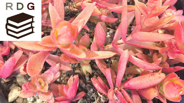 アイキャッチ画像1506